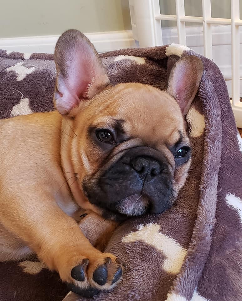 2019 Puppies - French Bulldogs